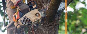 Best Tree Removal  in Pleasanton, CA