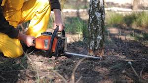 Best Seasonal Cleanup (Spring/Fall)  in Pleasanton, CA
