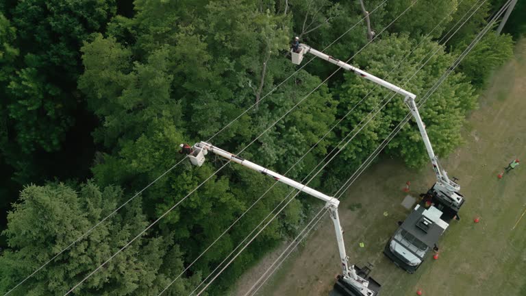 Best Hazardous Tree Removal  in Pleasanton, CA