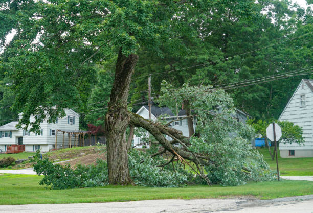 How Our Tree Care Process Works  in  Pleasanton, CA