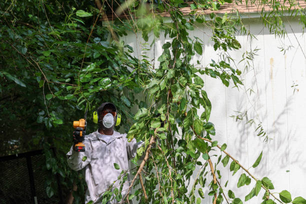 Best Root Management and Removal  in Pleasanton, CA