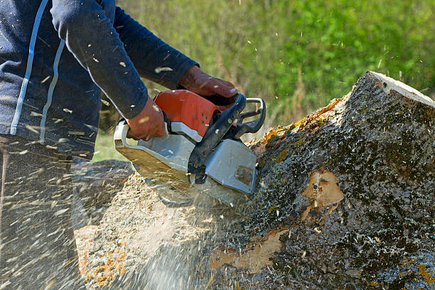 Best Firewood Processing and Delivery  in Pleasanton, CA