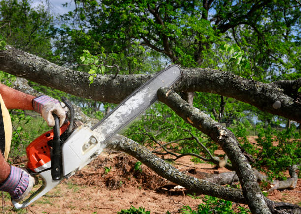 Best Commercial Tree Services  in Pleasanton, CA
